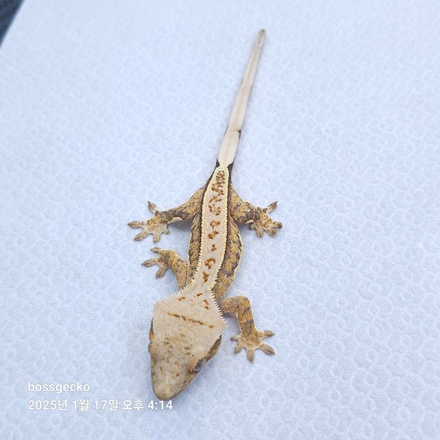트라이