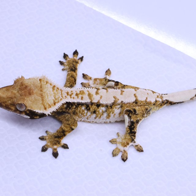 Tri