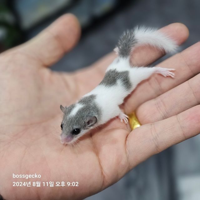 마스크