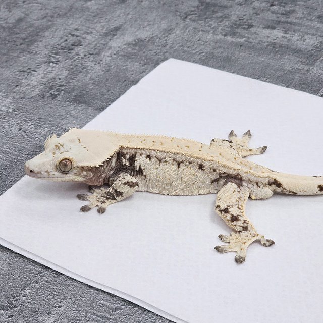 노멀 드리피 화이트스팟