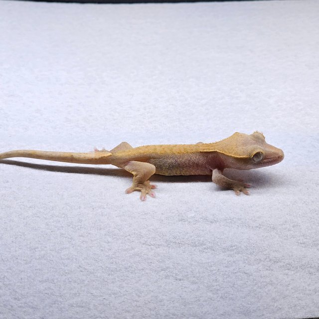 Pied Hypo