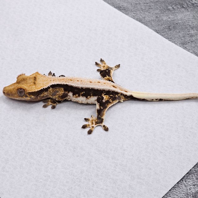 Lilly 100% Het Axanthic