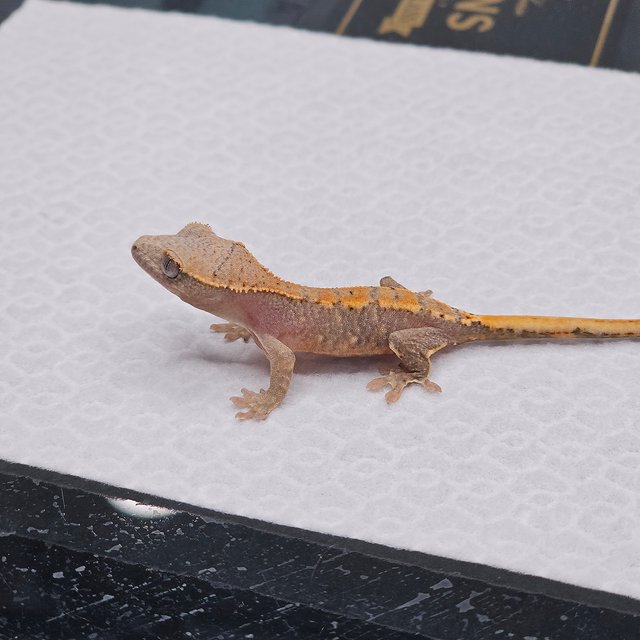 파이드 릴리화이트