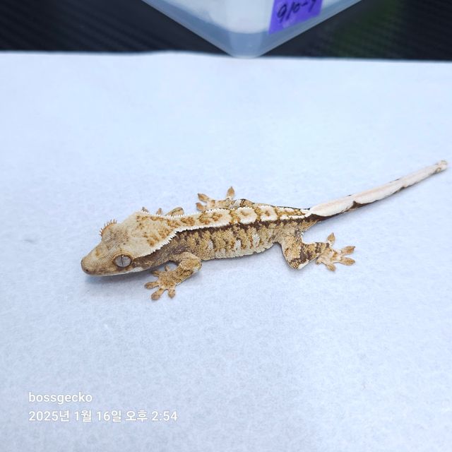 트라이 바브
