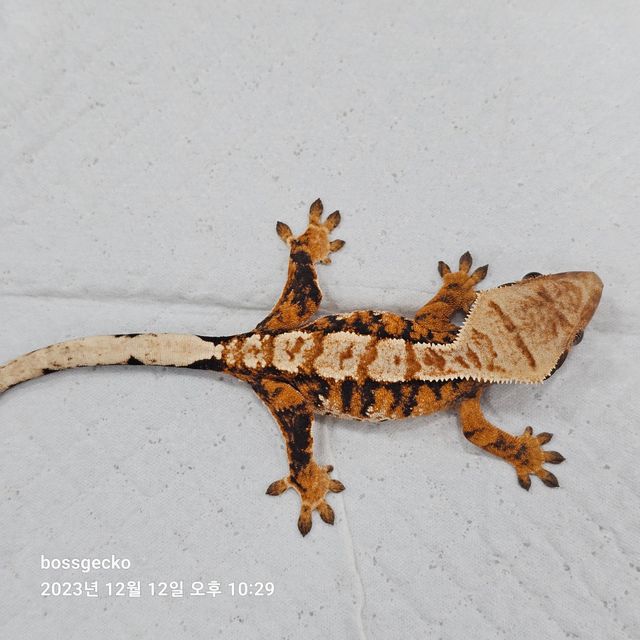 노멀 트라이 바브
