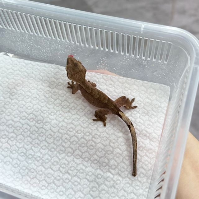 패턴리스 벅스킨 다크