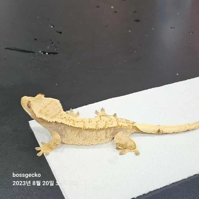 익스트림할리퀸