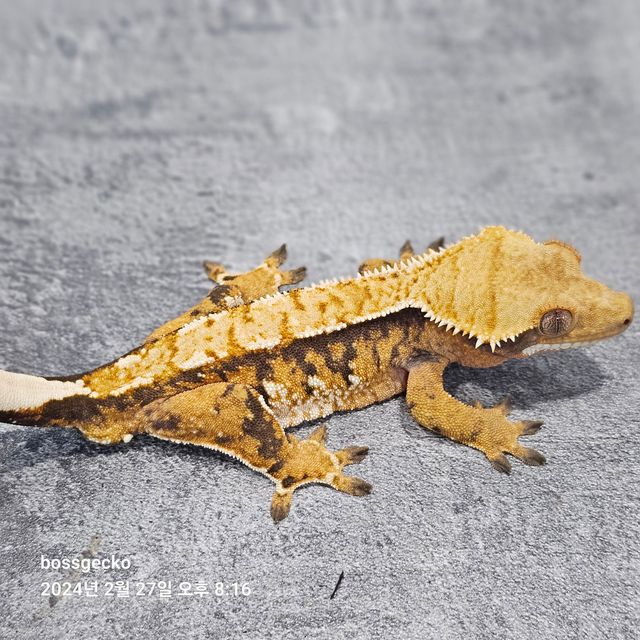 트라이 바브