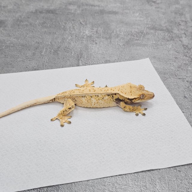 Normal White Spot Quad Drippy