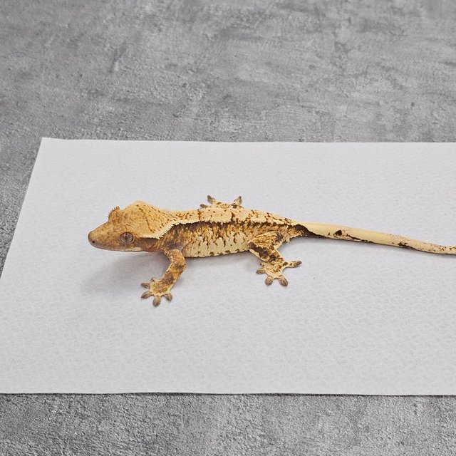 Extreme Harlequin White Spot Tri Normal