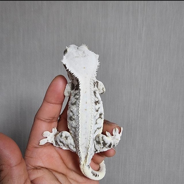 릴리100%헷아잔틱