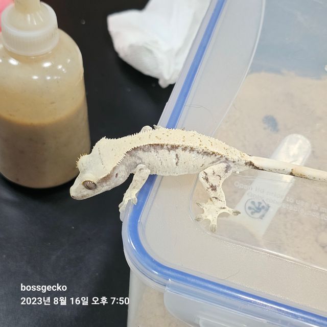 드리피