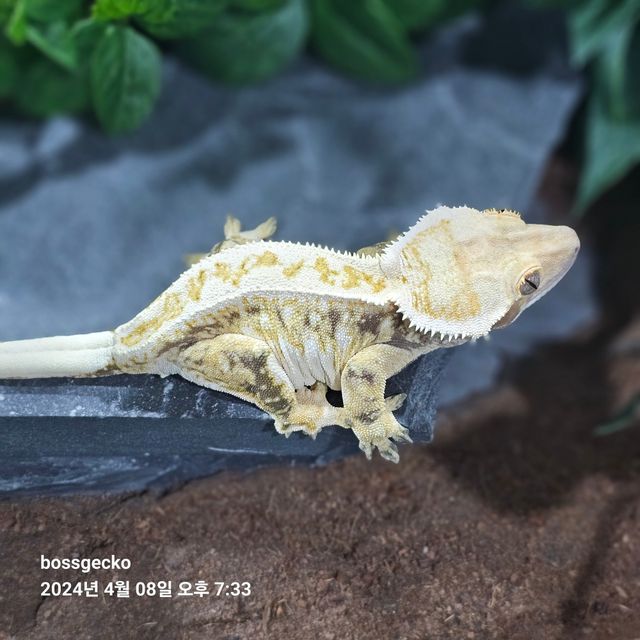 트라이