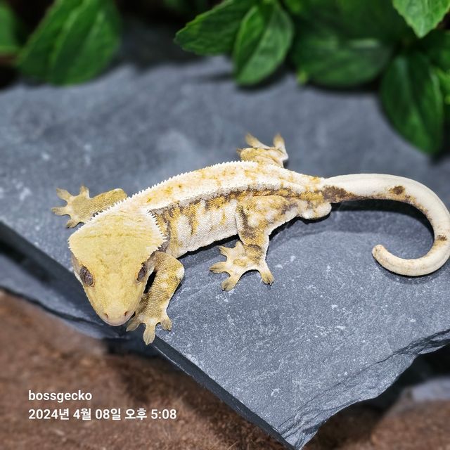 트라이