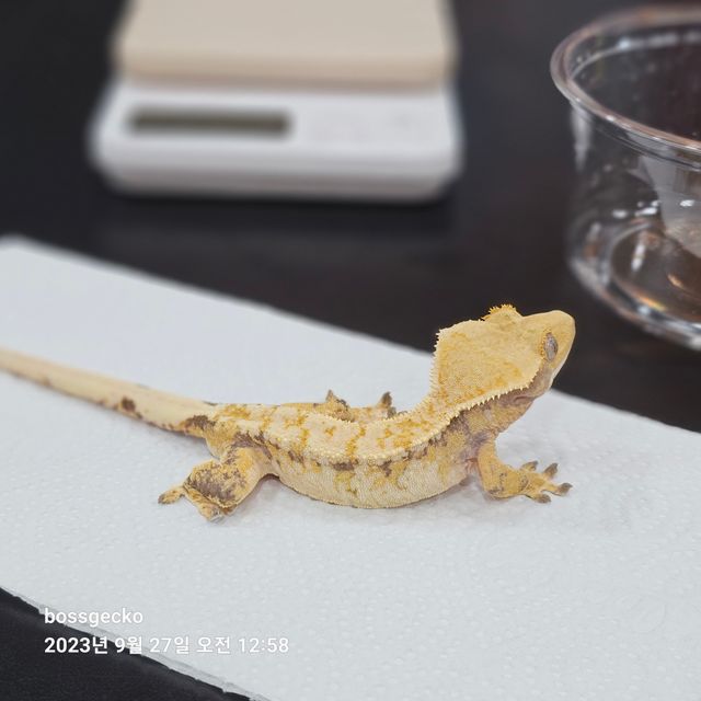트라이