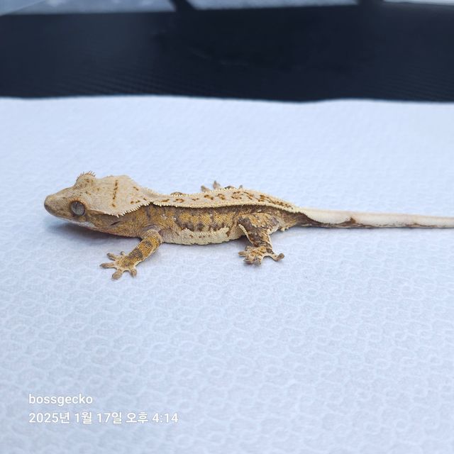 트라이