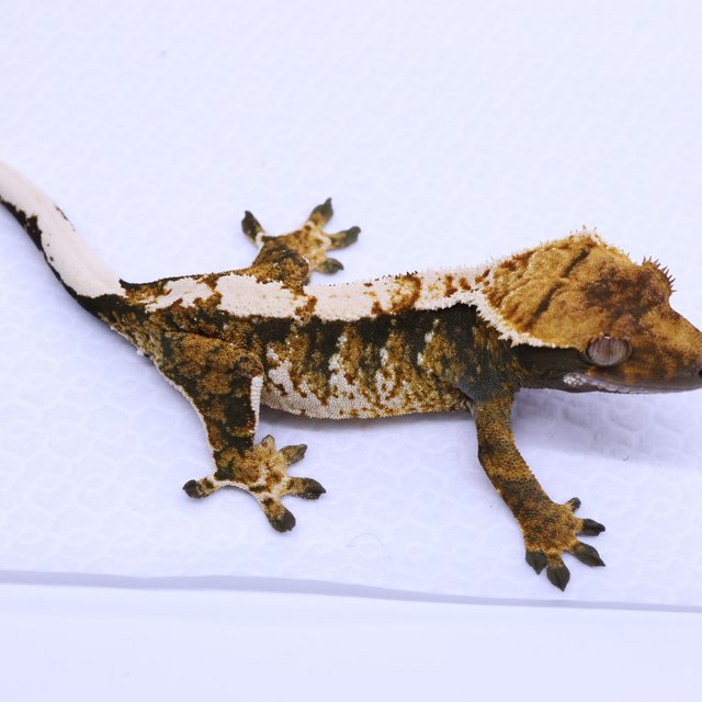 Tri