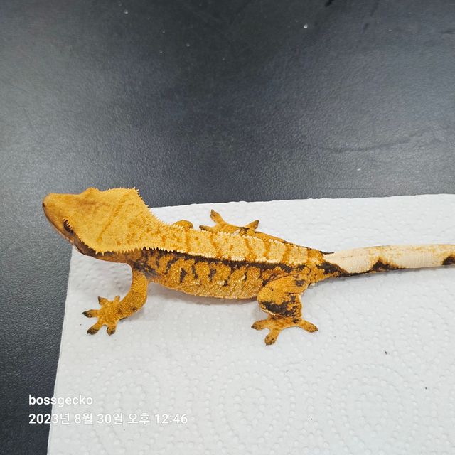 트라이 바브