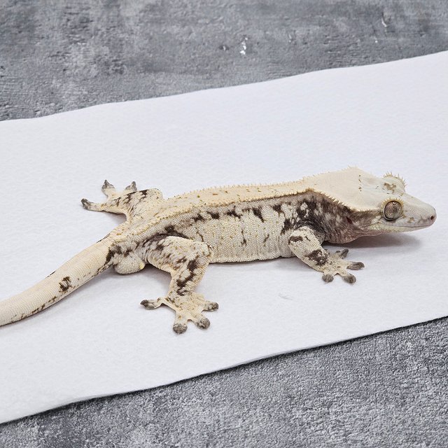 노멀 드리피 화이트스팟