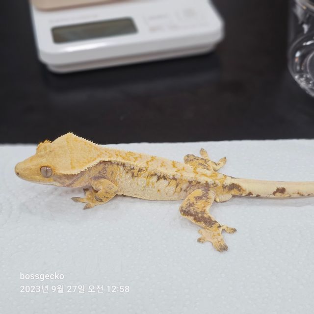 트라이