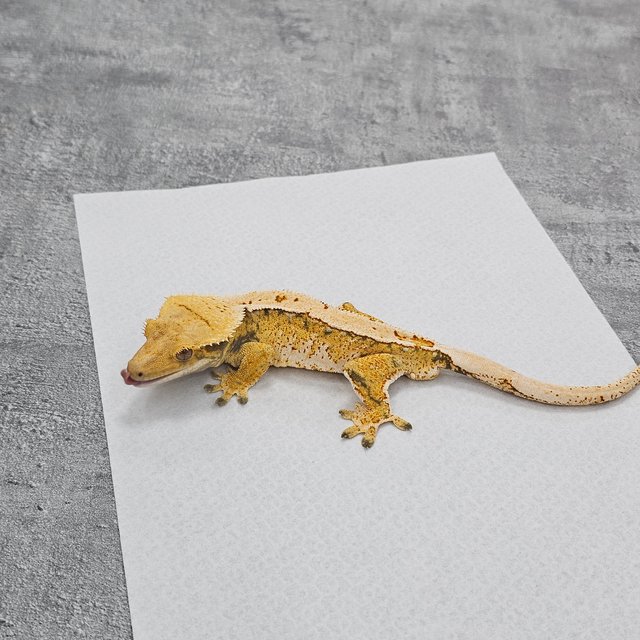 Normal White Spot Pinstripe Drippy Tri