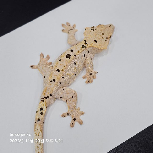 달마시안