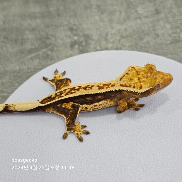 쿼드 풀핀 핀스트라이프
