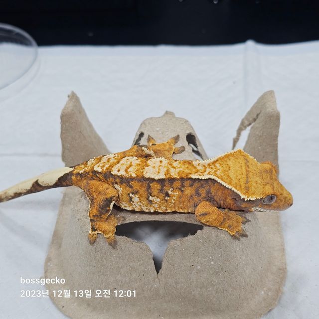 노멀 트라이 바브
