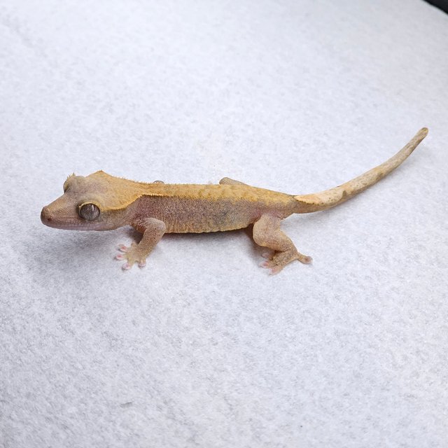 Pied Hypo