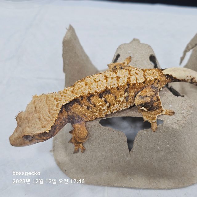 노멀 트라이 바브