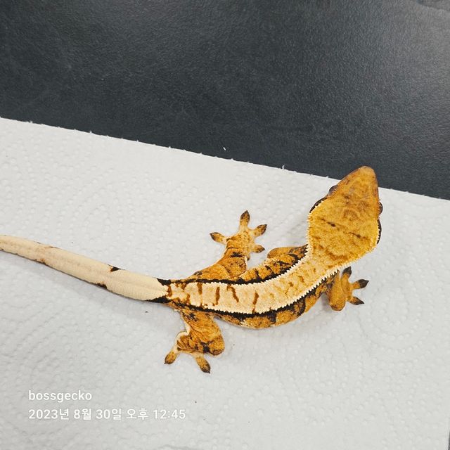 바브