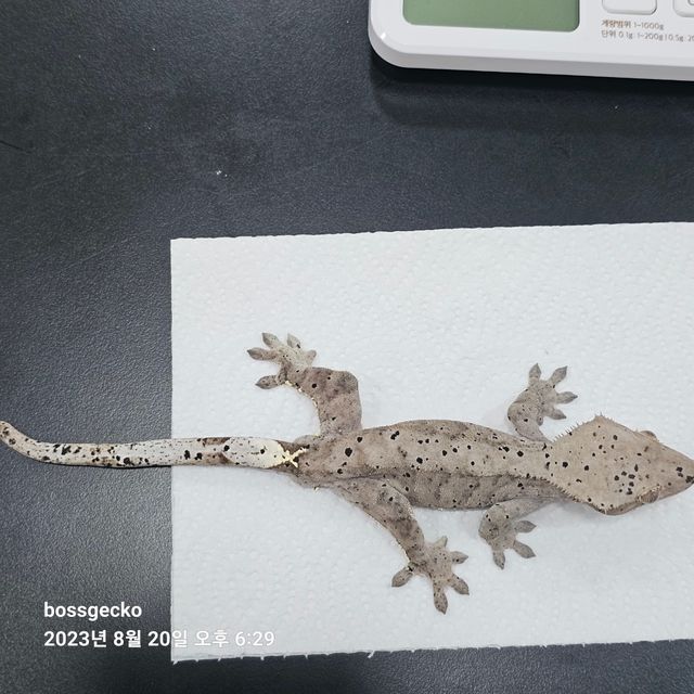 카푸치노 슈퍼달마시안