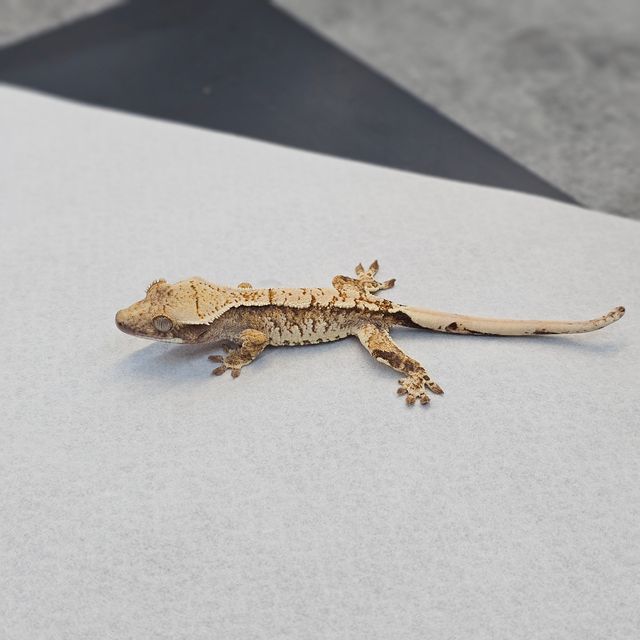 트라이
