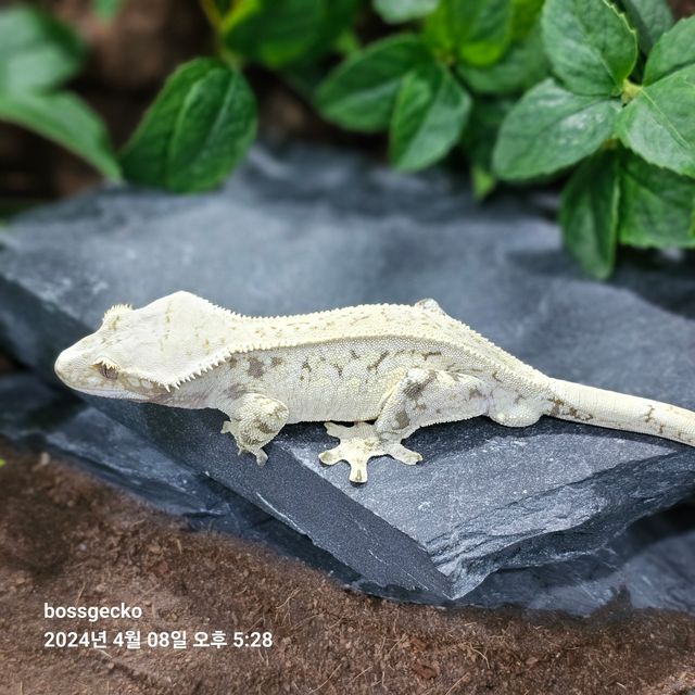 노멀