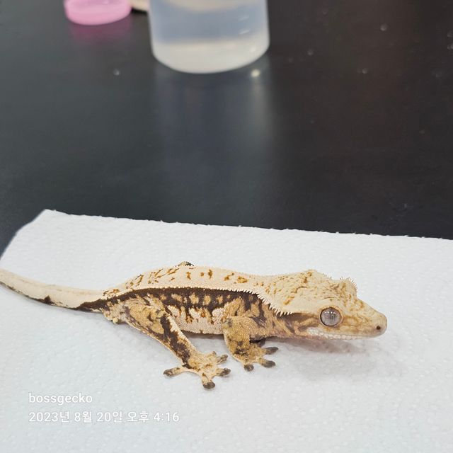 트라이
