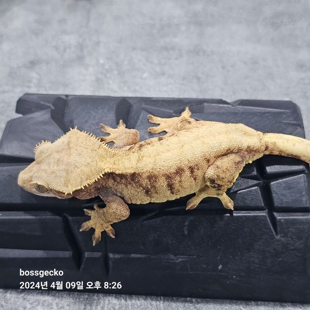 드리피 솔리드백