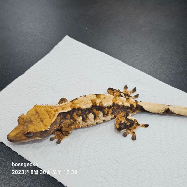 트라이 바브