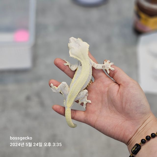 릴리화이트