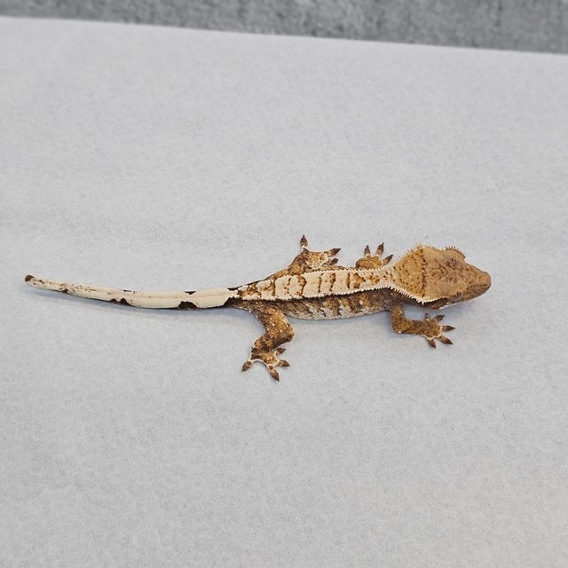 트라이