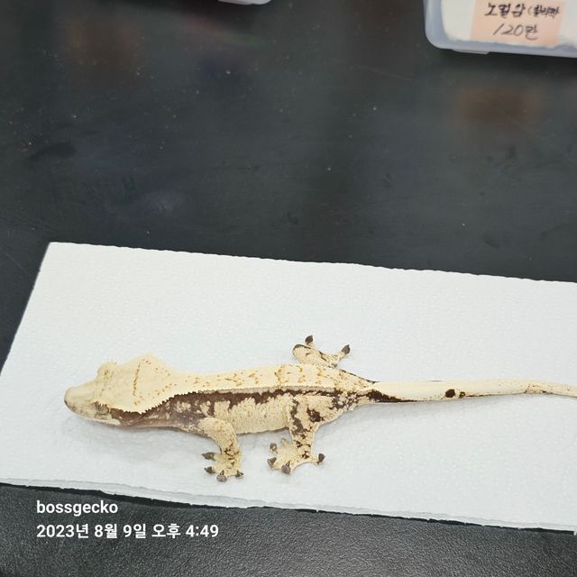 노멀 드리피 익스트림할리퀸 화이트스팟