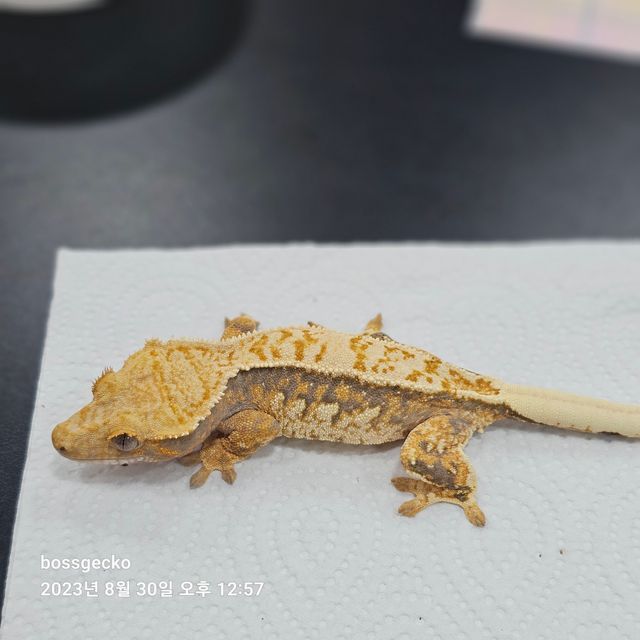 트라이 바브
