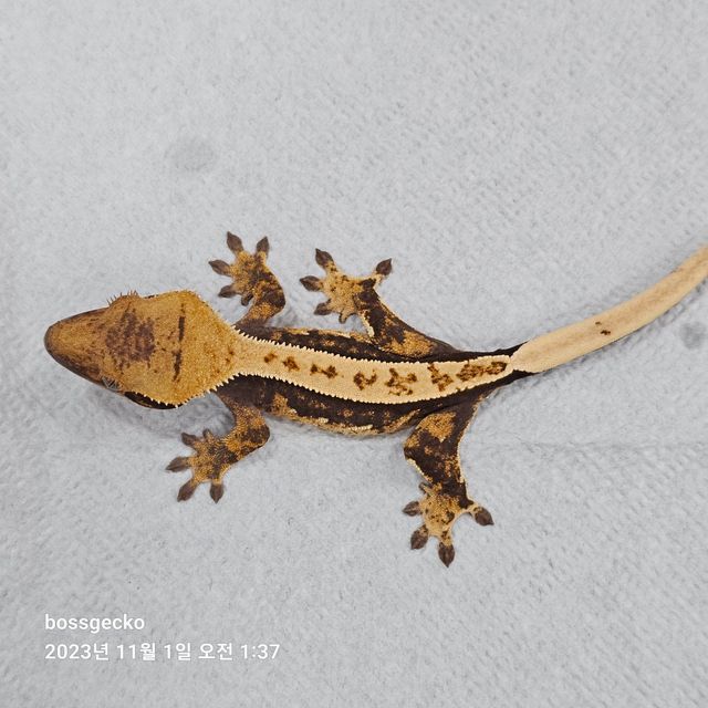 익스트림할리퀸