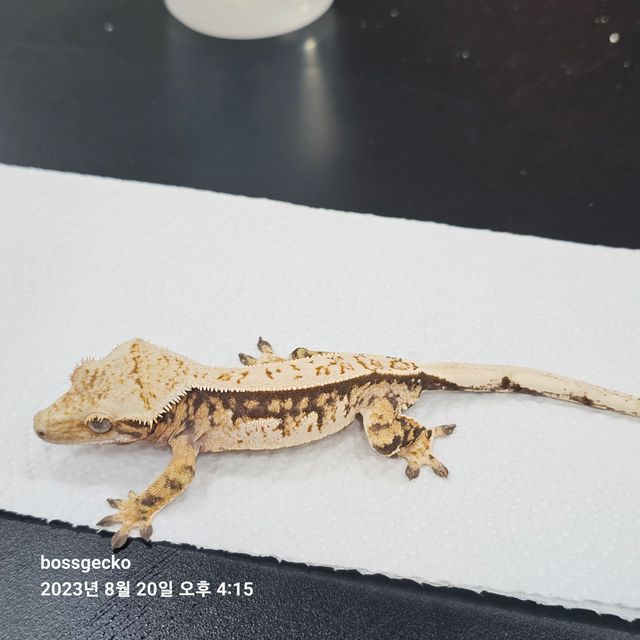 트라이