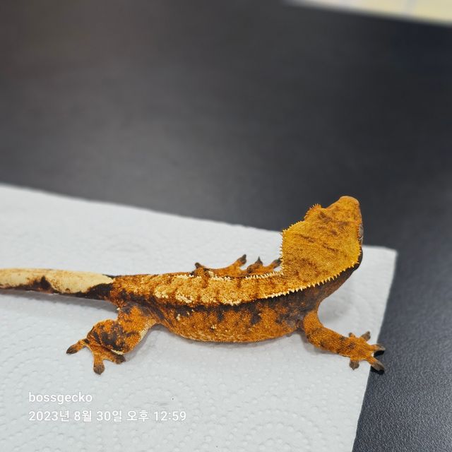 트라이 바브