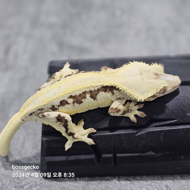 릴리화이트