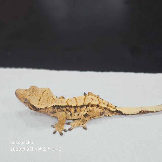 트라이