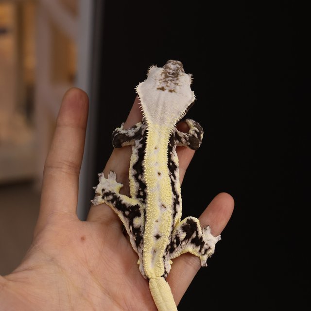Lilly Axanthic