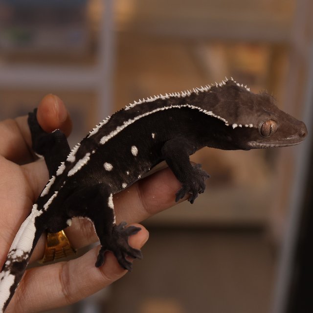 Axanthic