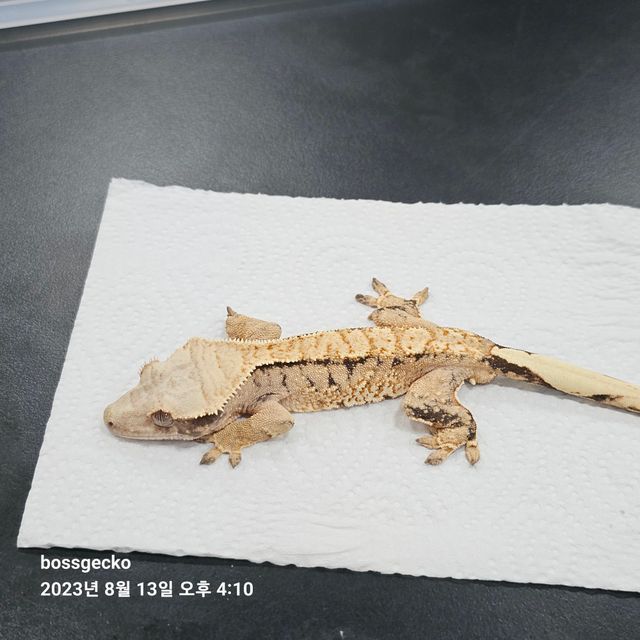 트라이 바브
