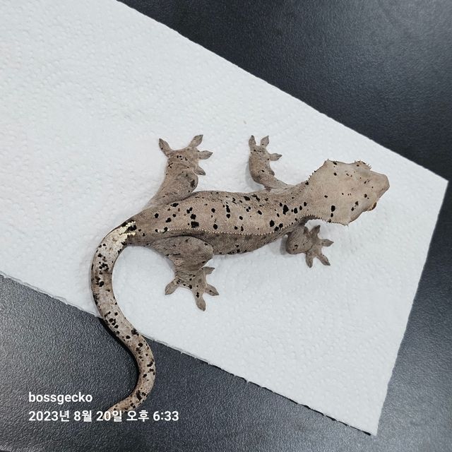 카푸치노 슈퍼달마시안
